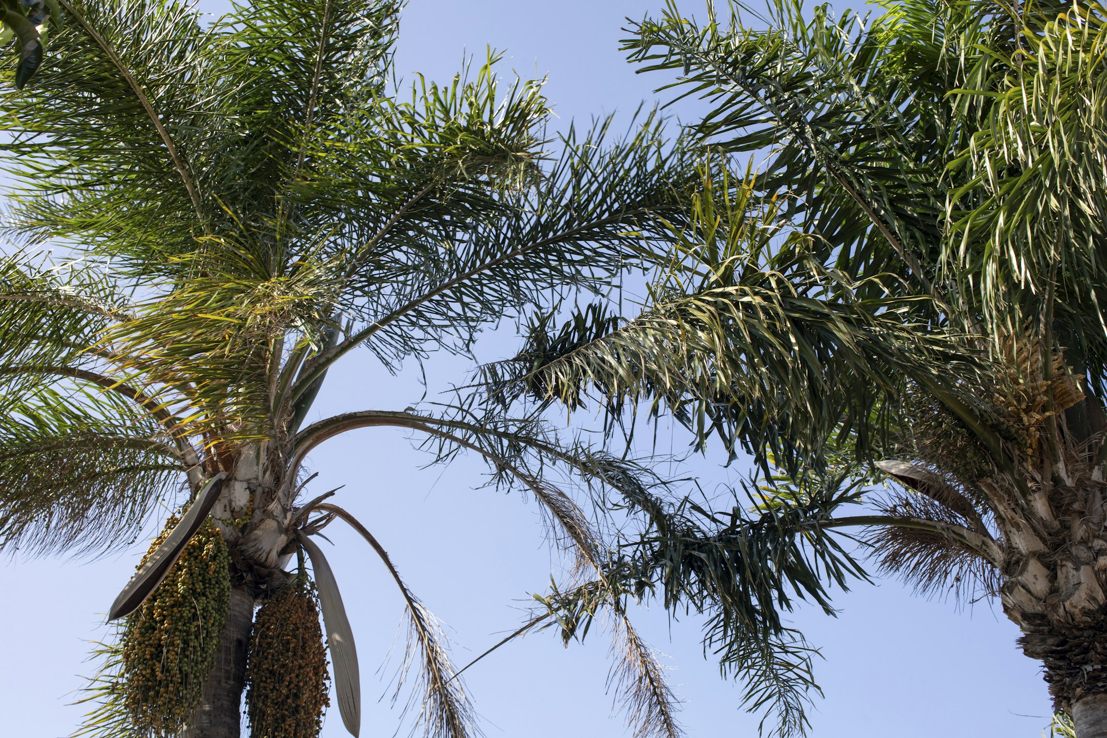 palm tree