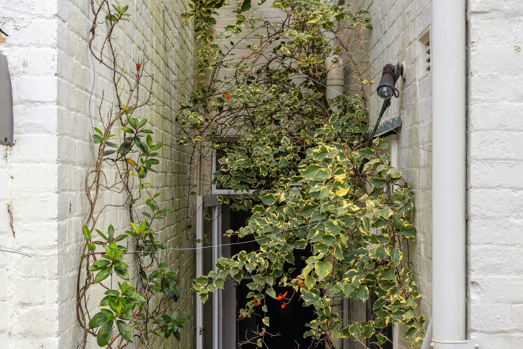 plant