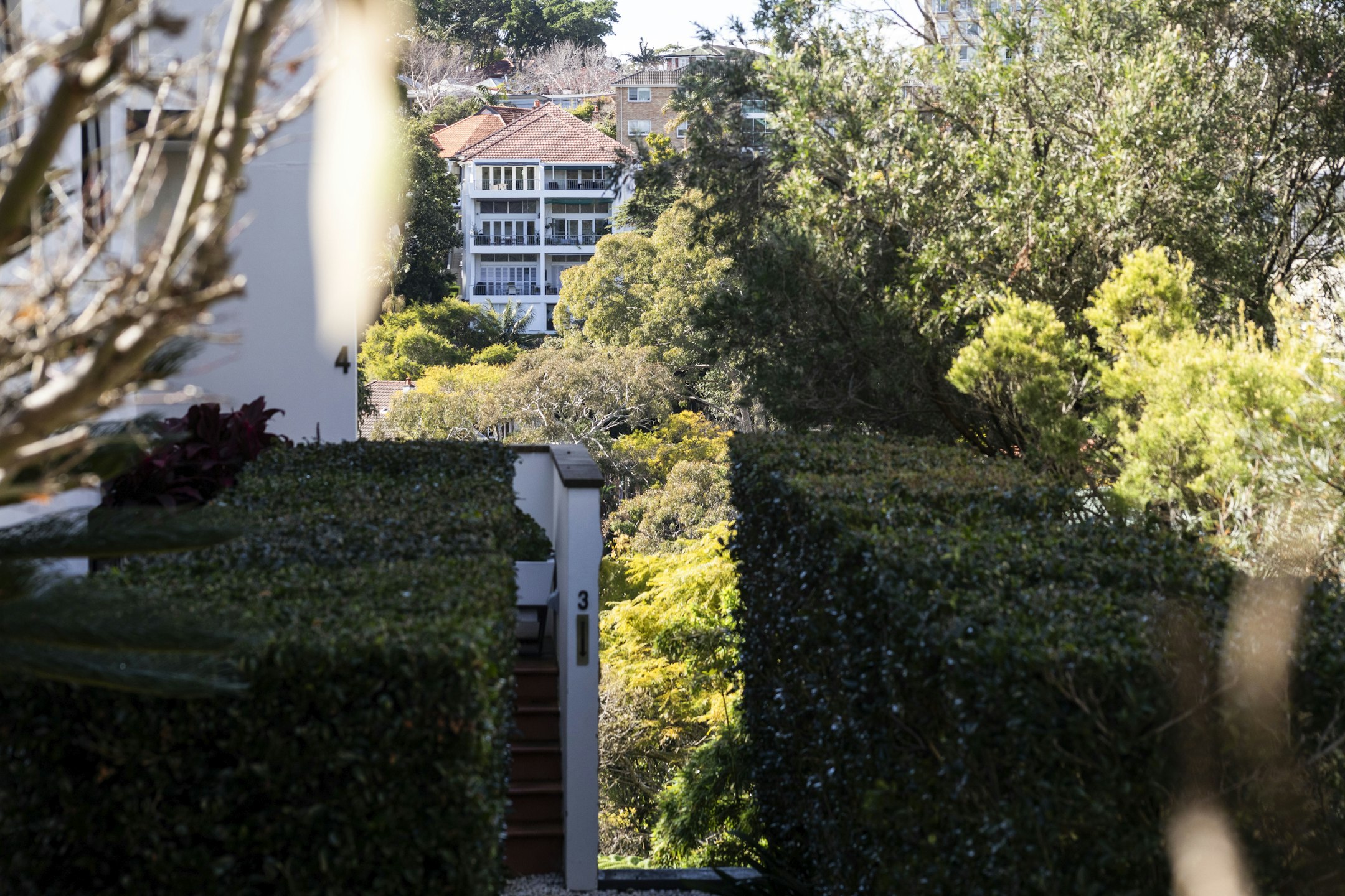 hedge
