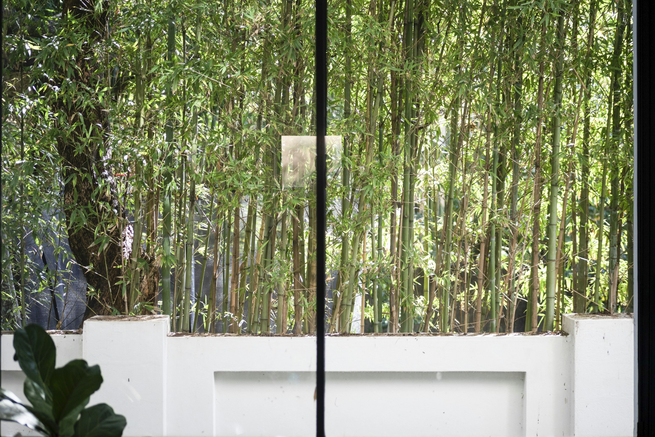 bamboo