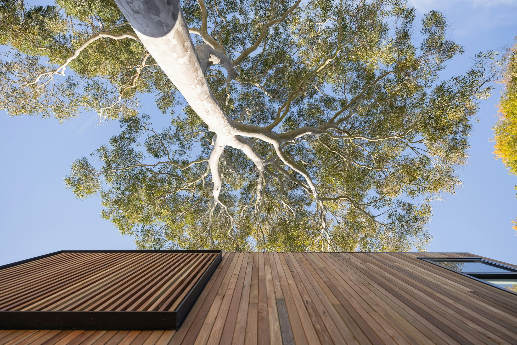 wood