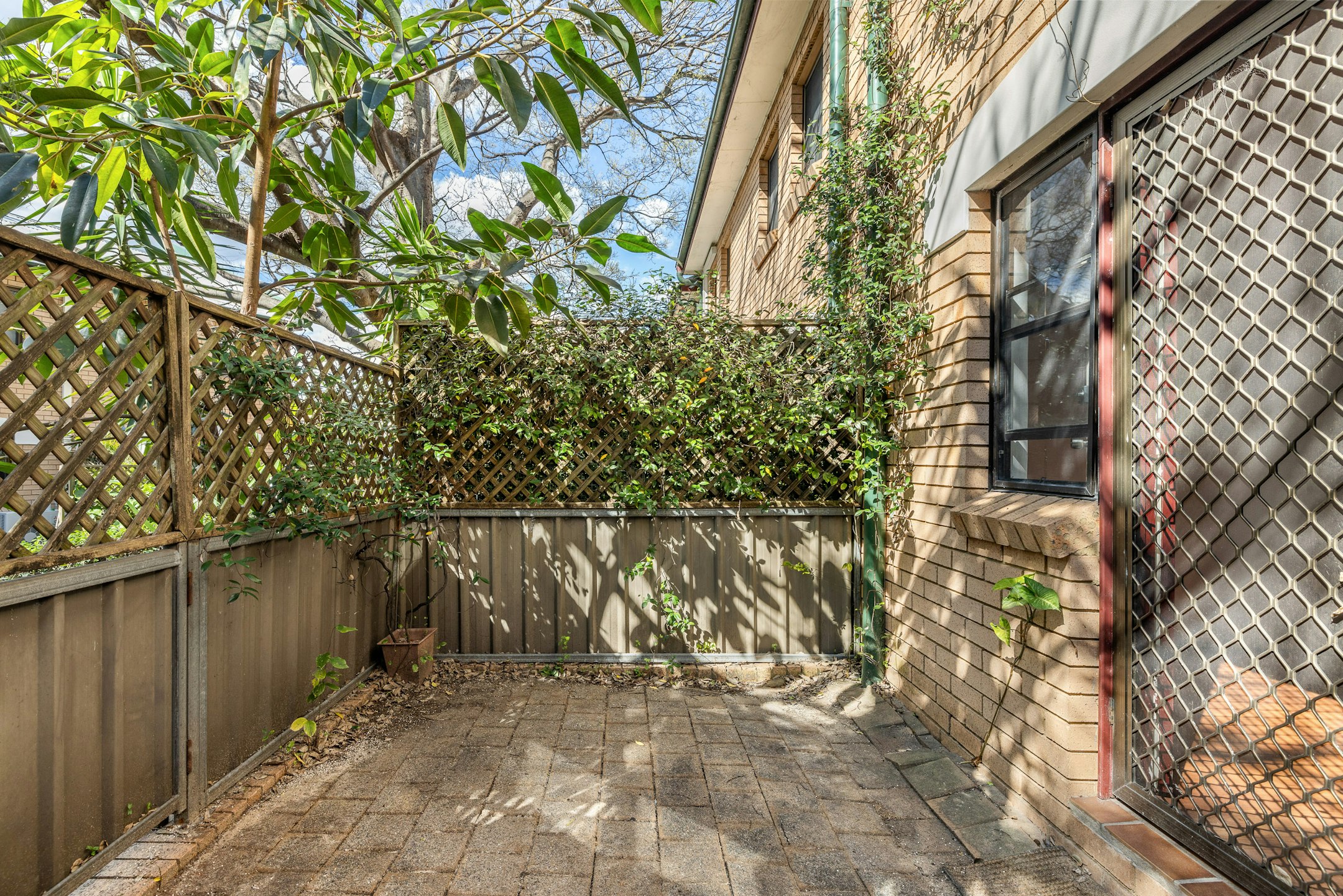 backyard