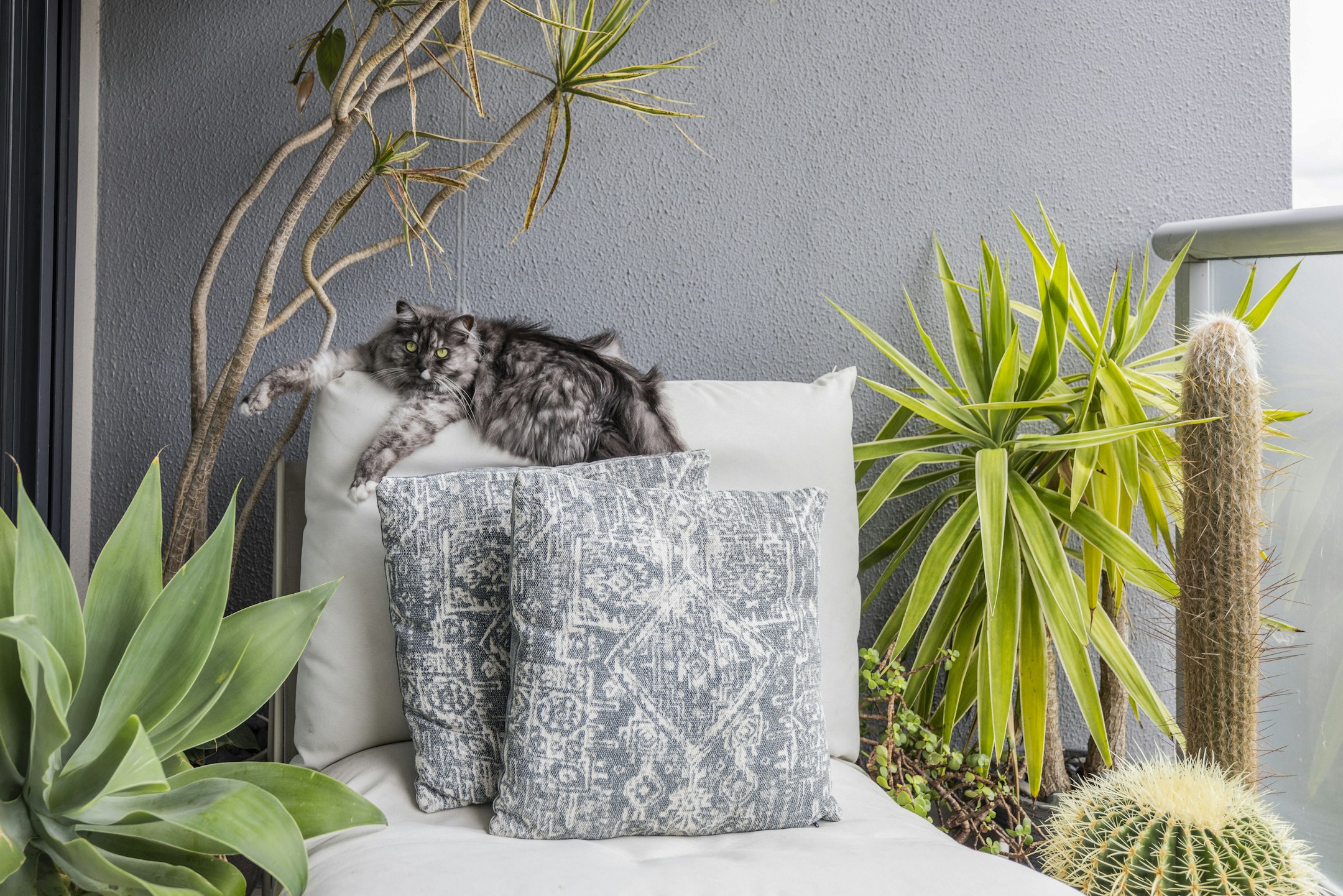 cushion