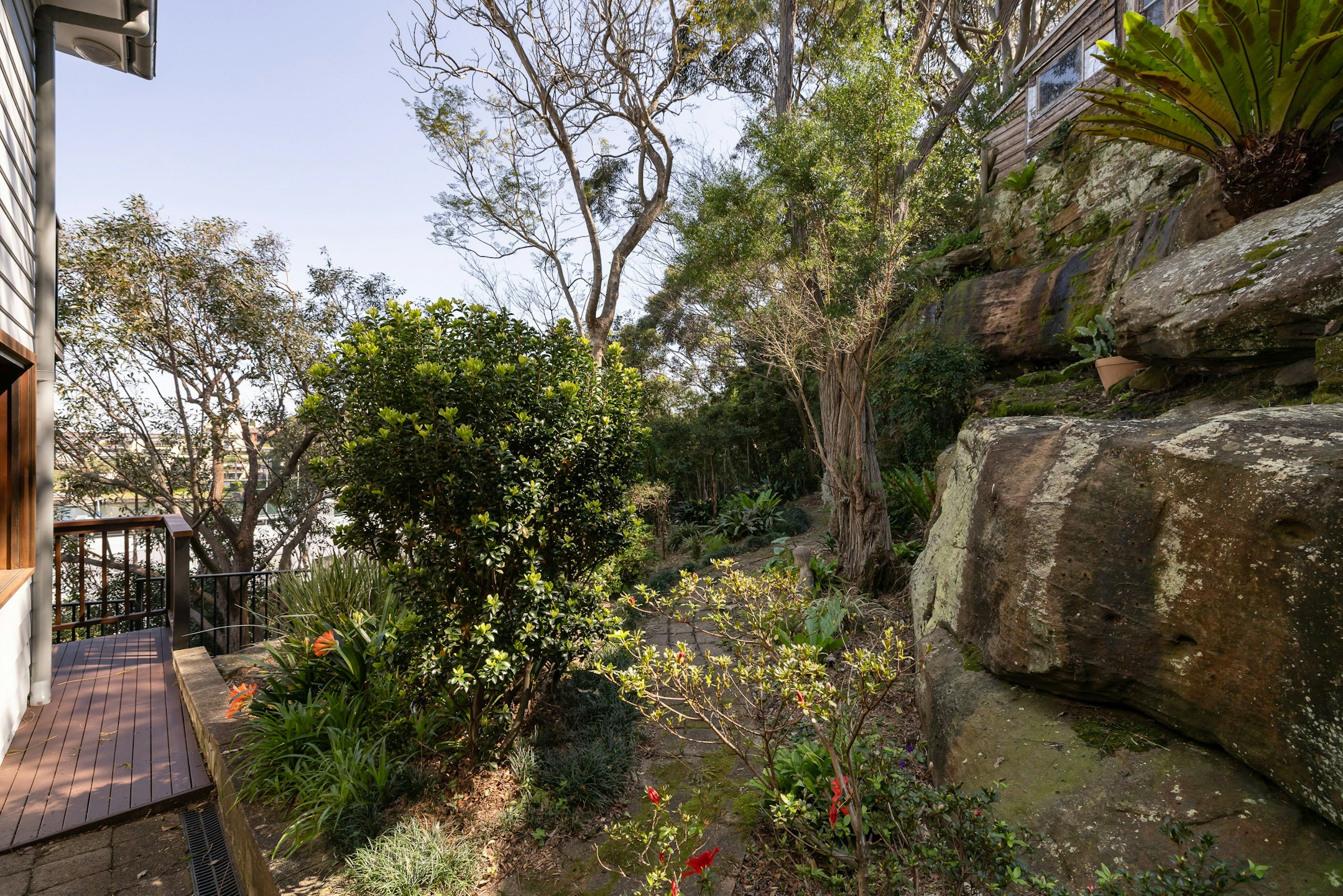 vegetation