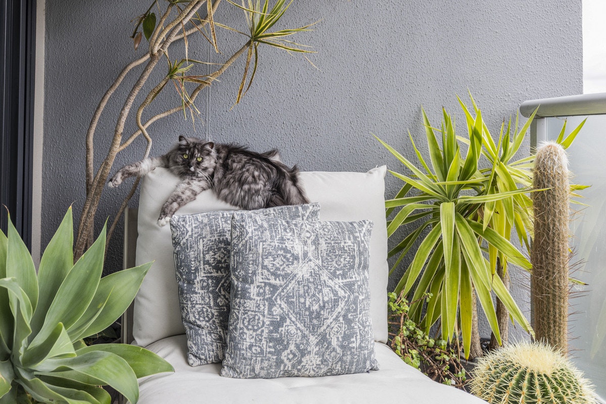 cushion