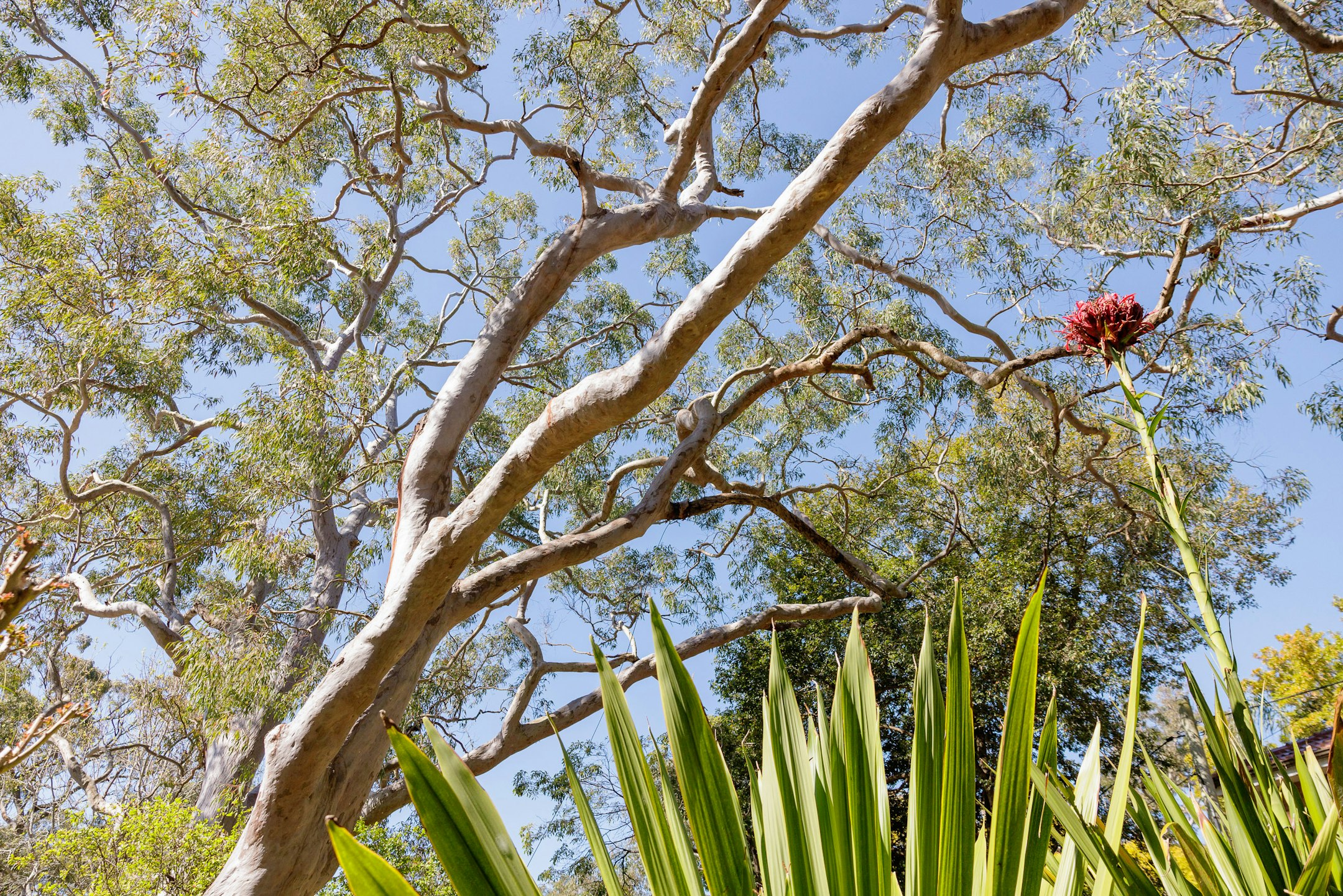 plant