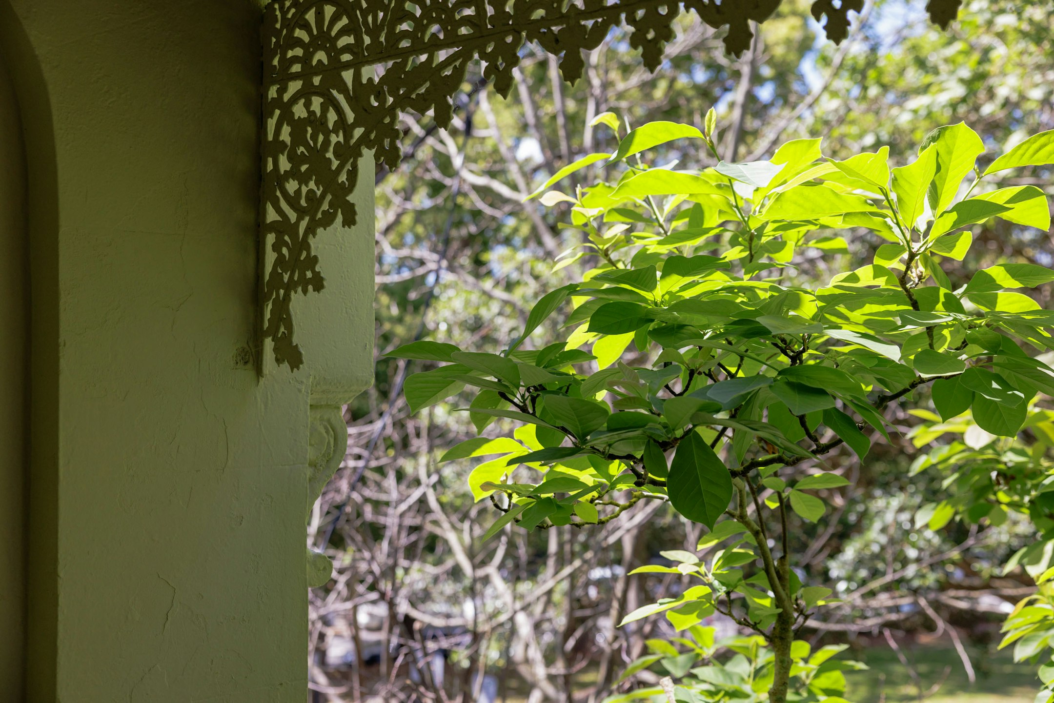 vegetation