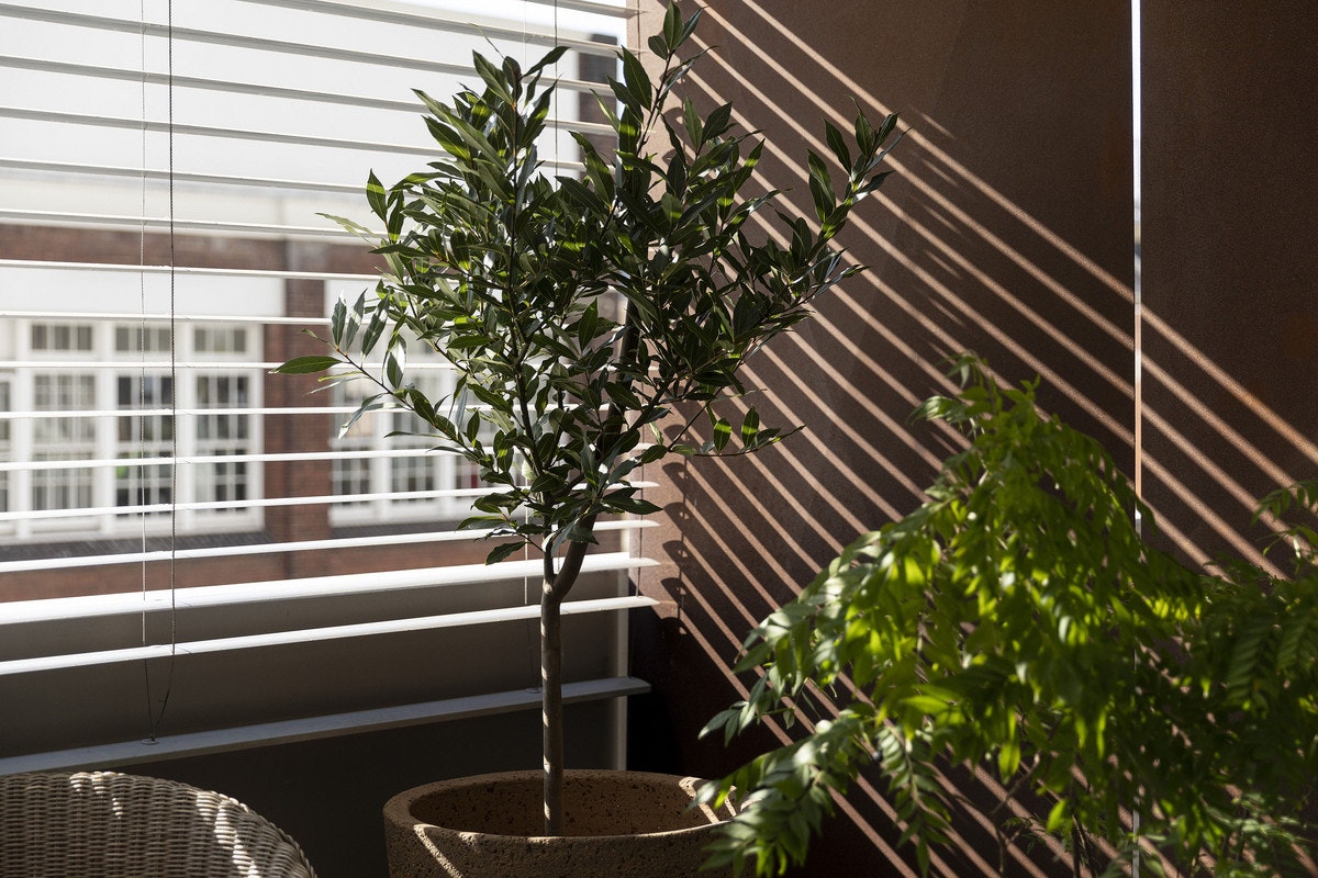 plant