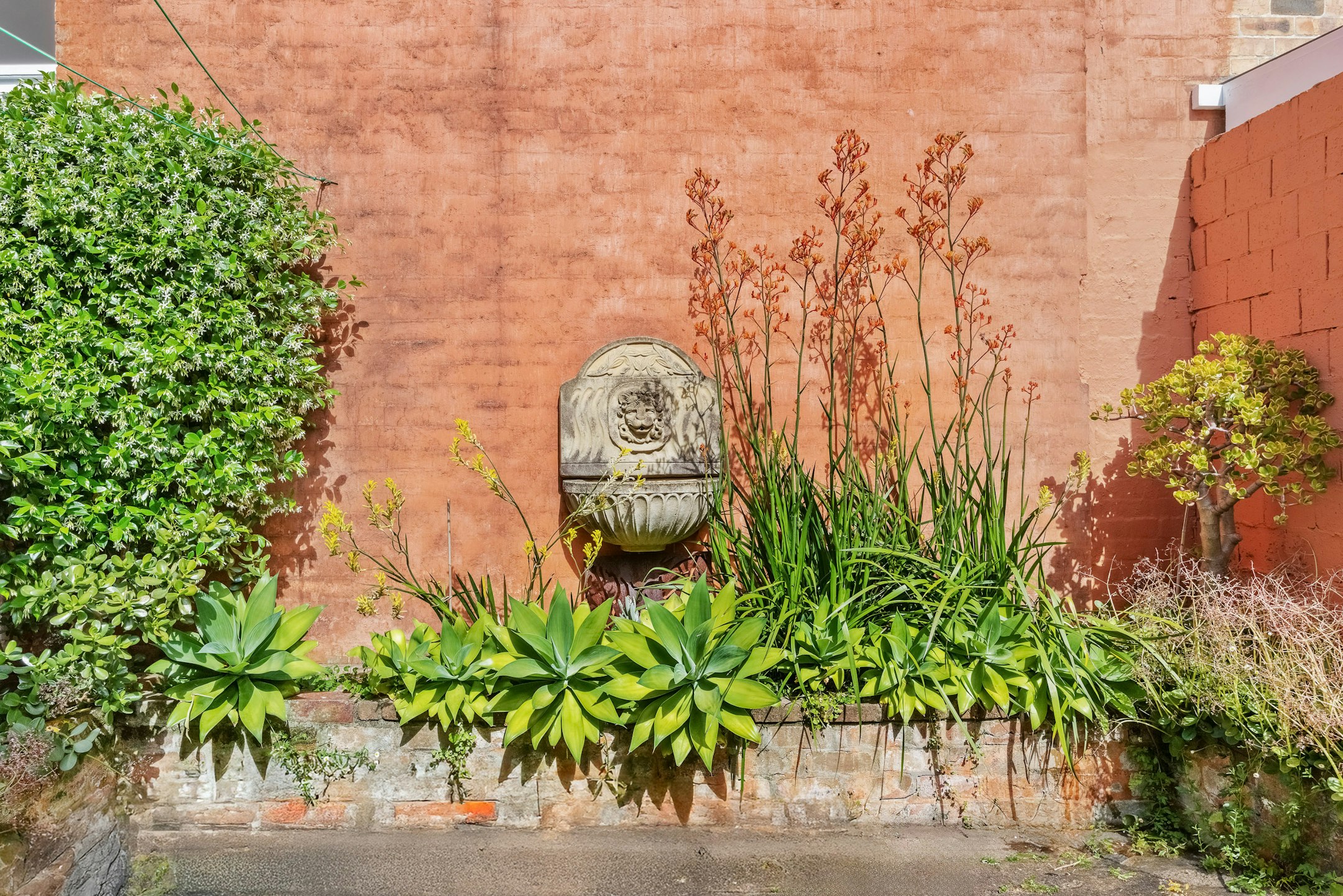 plant