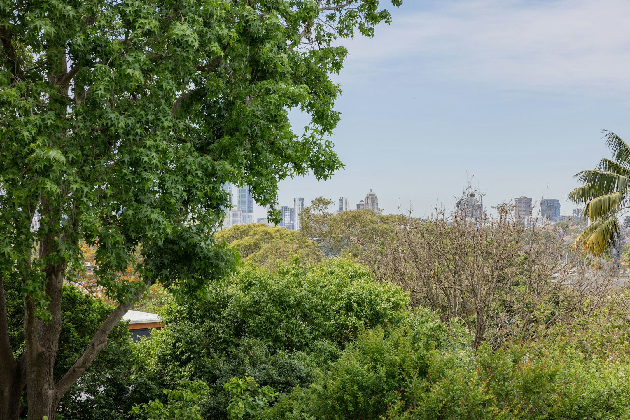 vegetation