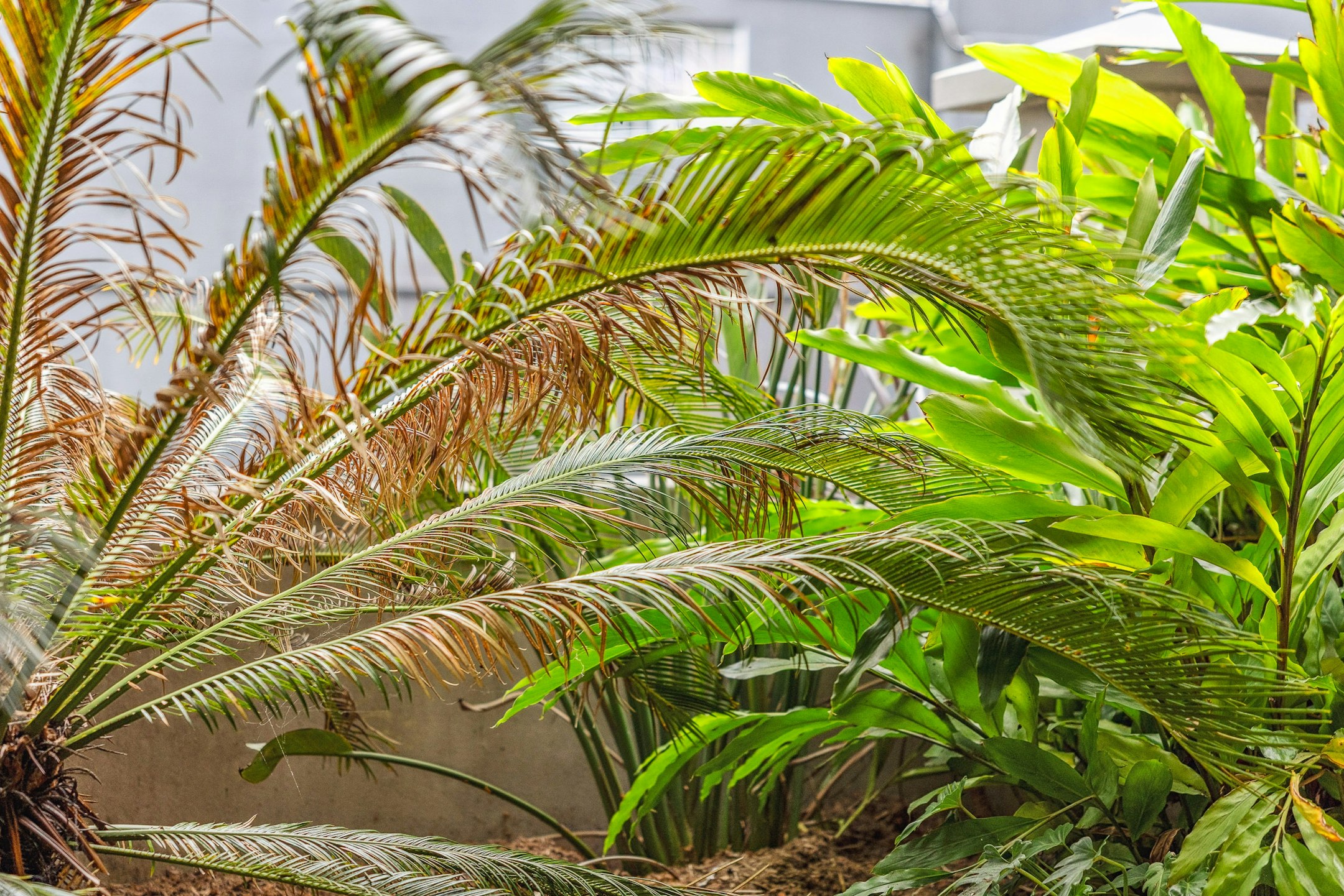 plant