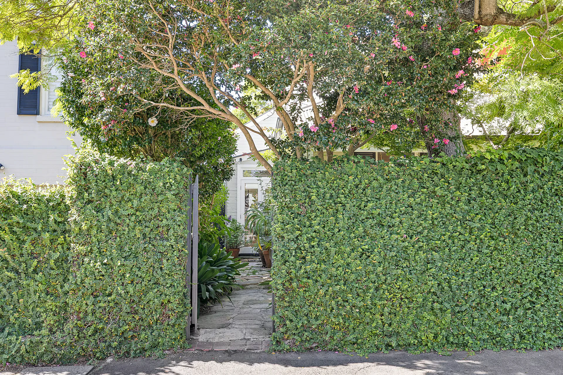 hedge