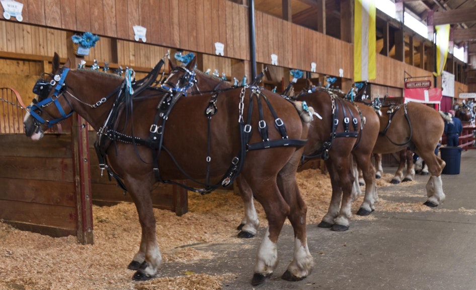 Draft Horses lined up in a barn