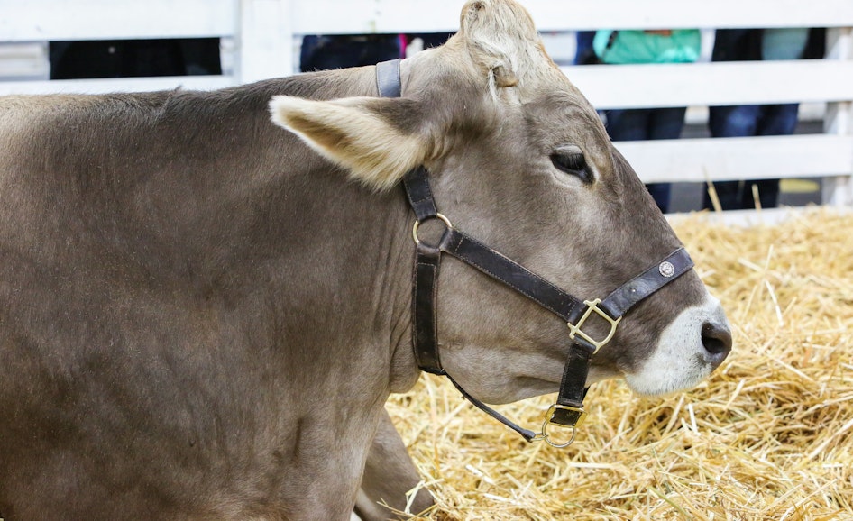 Dairy Cattle (Sept. 10 - 14)