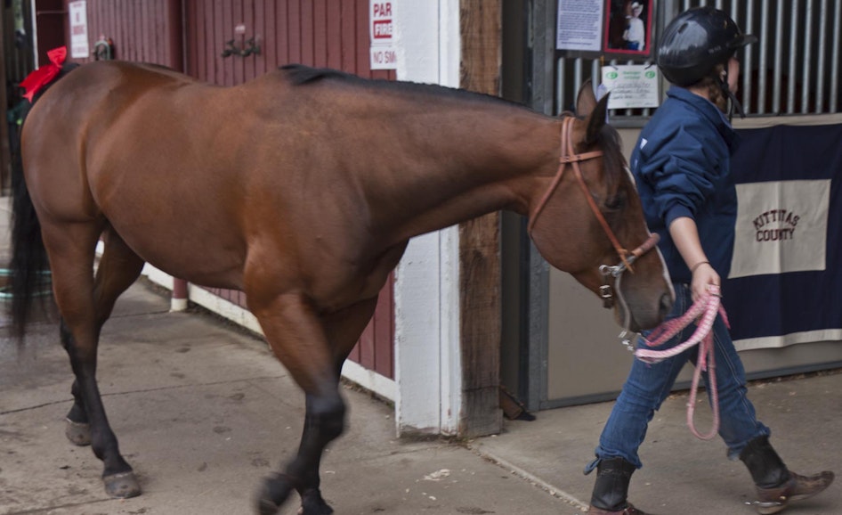 Horse with Kid