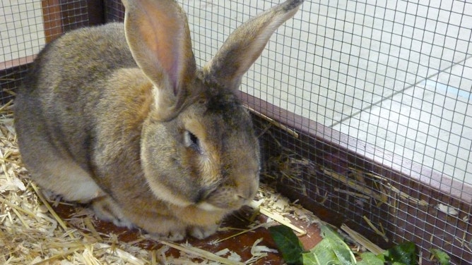 Animals of the World (Sept. 5 - 8) | Washington State Fair Event Center ...