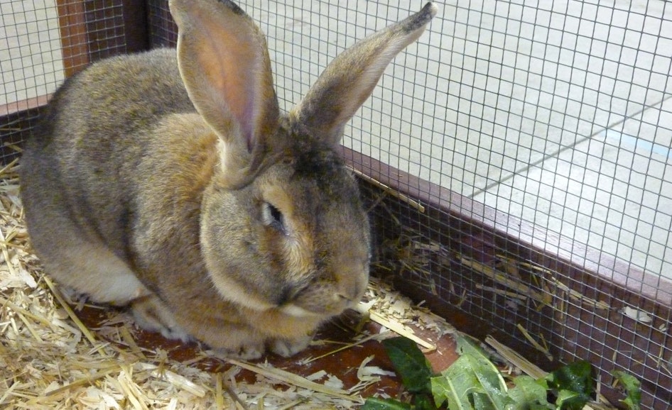 4-H & FFA Rabbits (Sept. 10 - 15) | Washington State Fair Event Center ...