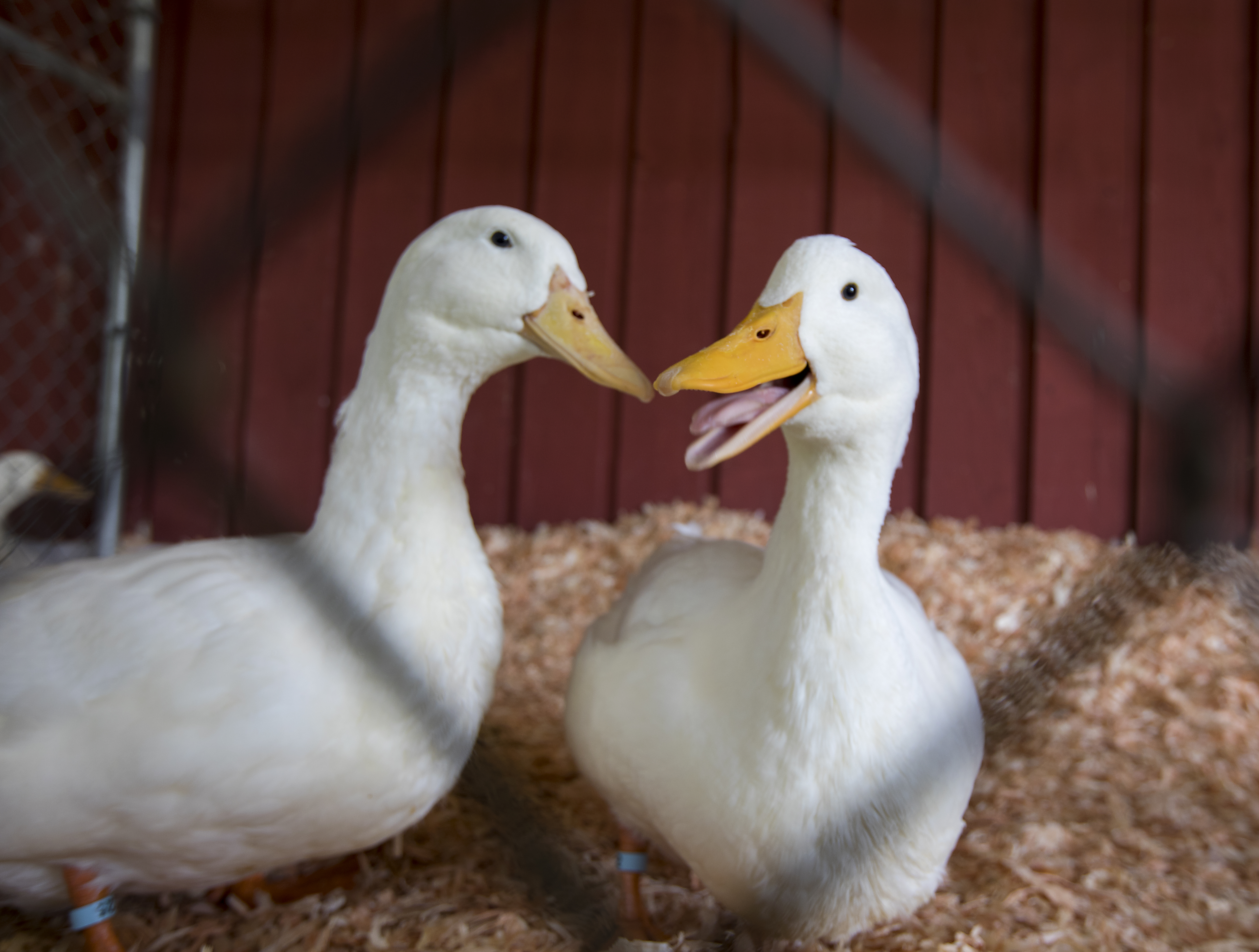 Two ducks smiling at each other