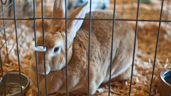 4-H & FFA Rabbits (Sept. 10 - 15) | Washington State Fair Event Center ...