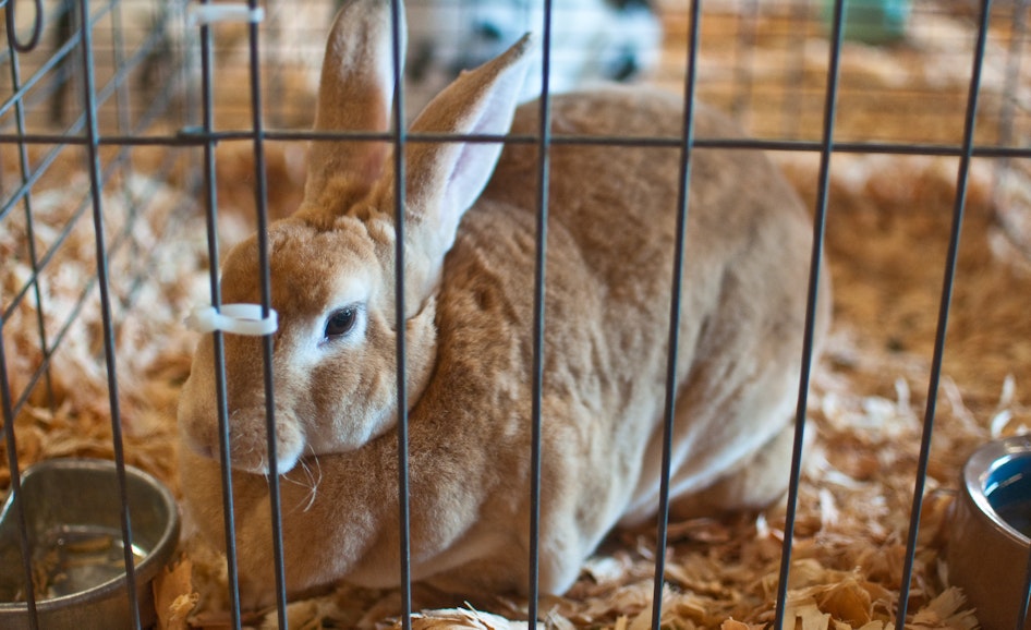 Rabbit/Cavy (Sept. 10 - 14)