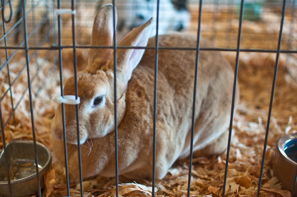 Rabbit/Cavy (Sept. 4 - 8) | Washington State Fair Event Center ...