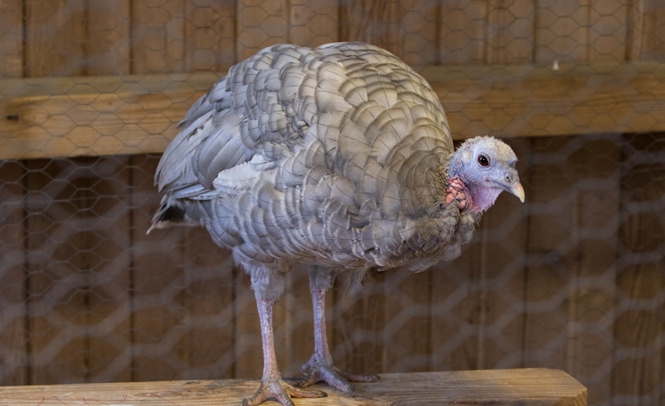 Open Poultry (Sept. 23 - 27)