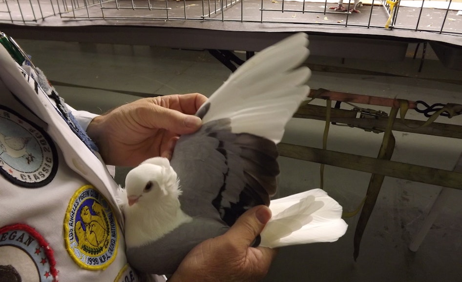 Pigeons