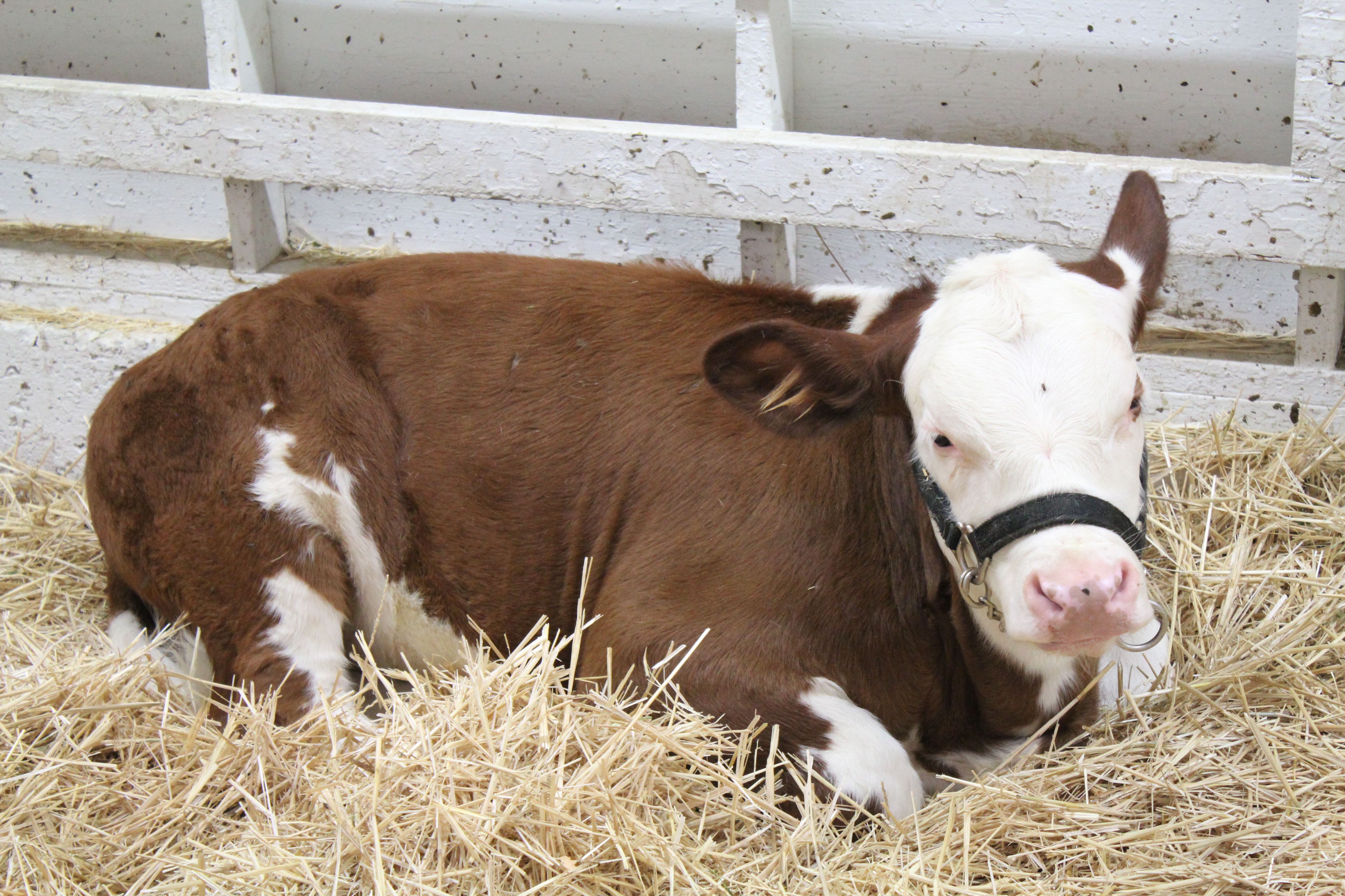 Beef Cow laying down