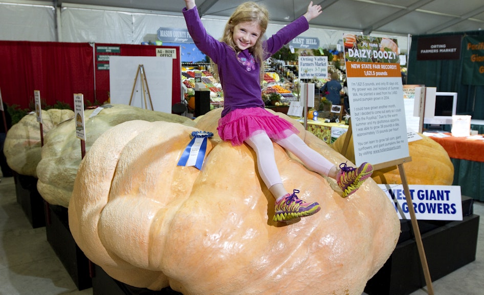 Giant Pumpkins