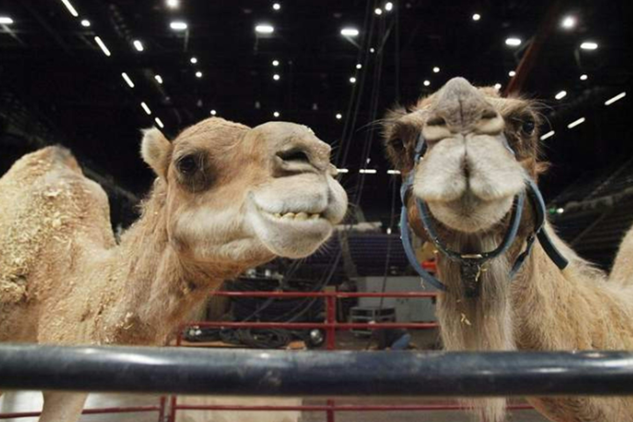 Two camels at Jordan World Circus