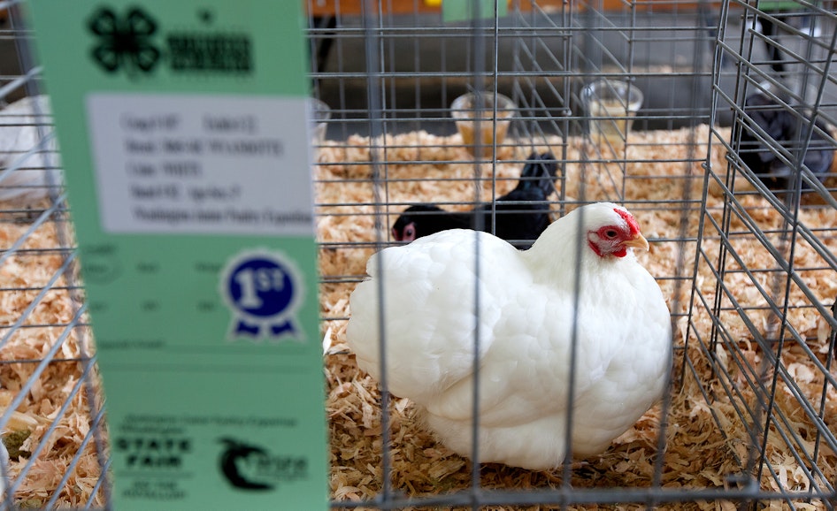 Washington Junior Poultry Exposition