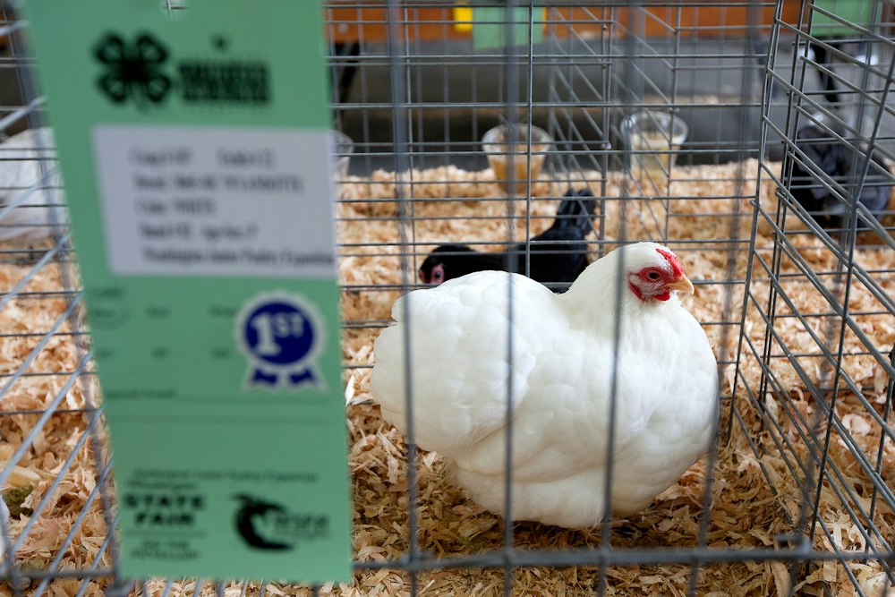 Washington Junior Poultry Exposition | Washington State Fair Event ...