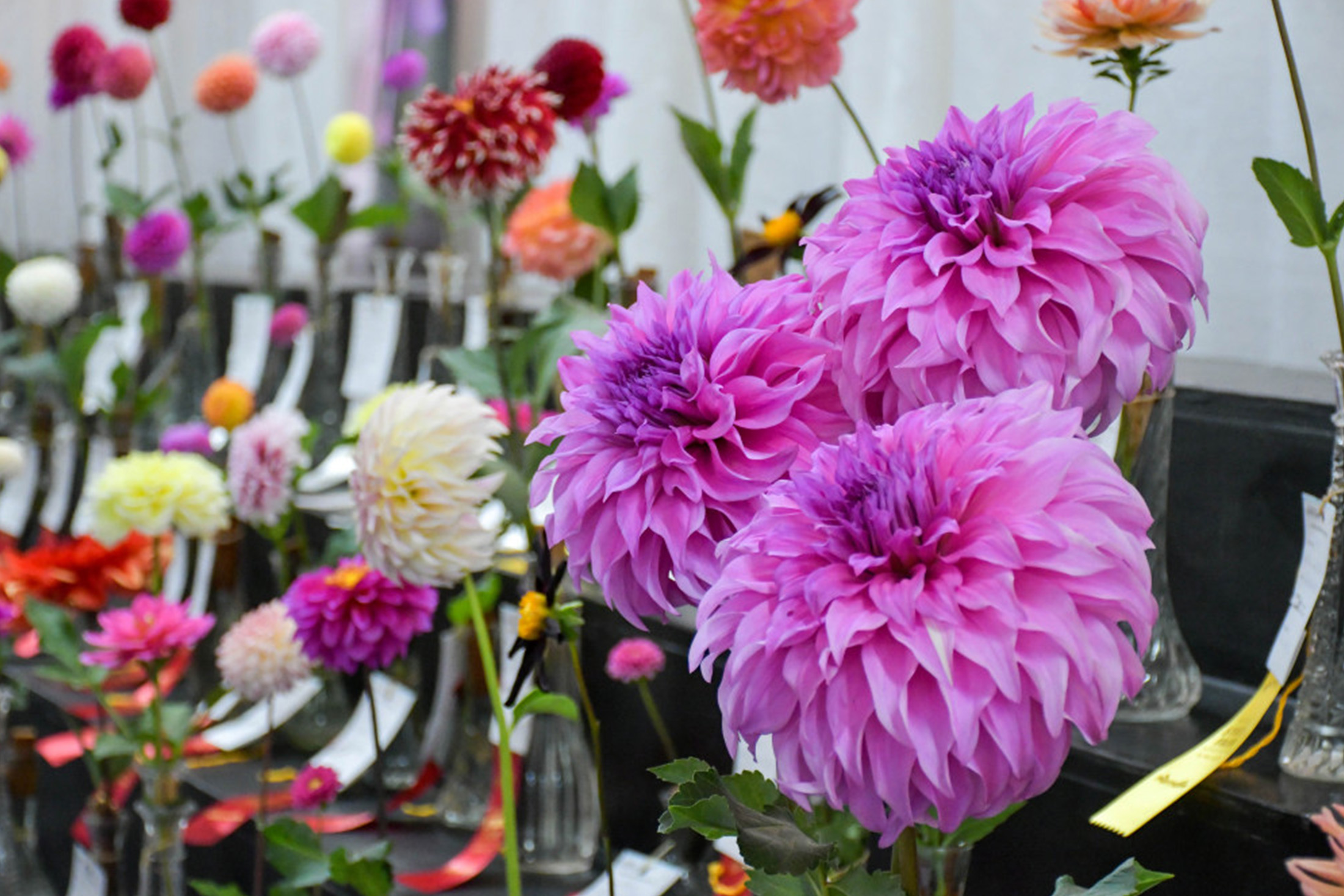 Dahlias at floral exhibit