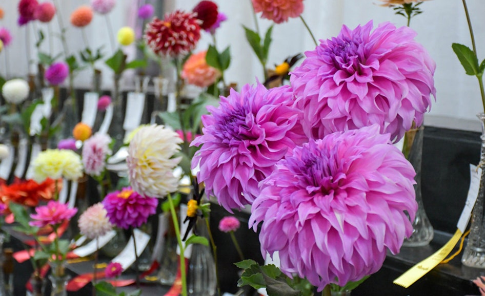 Dahlias at floral exhibit
