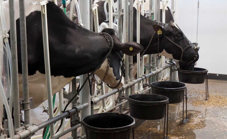 Milking cow