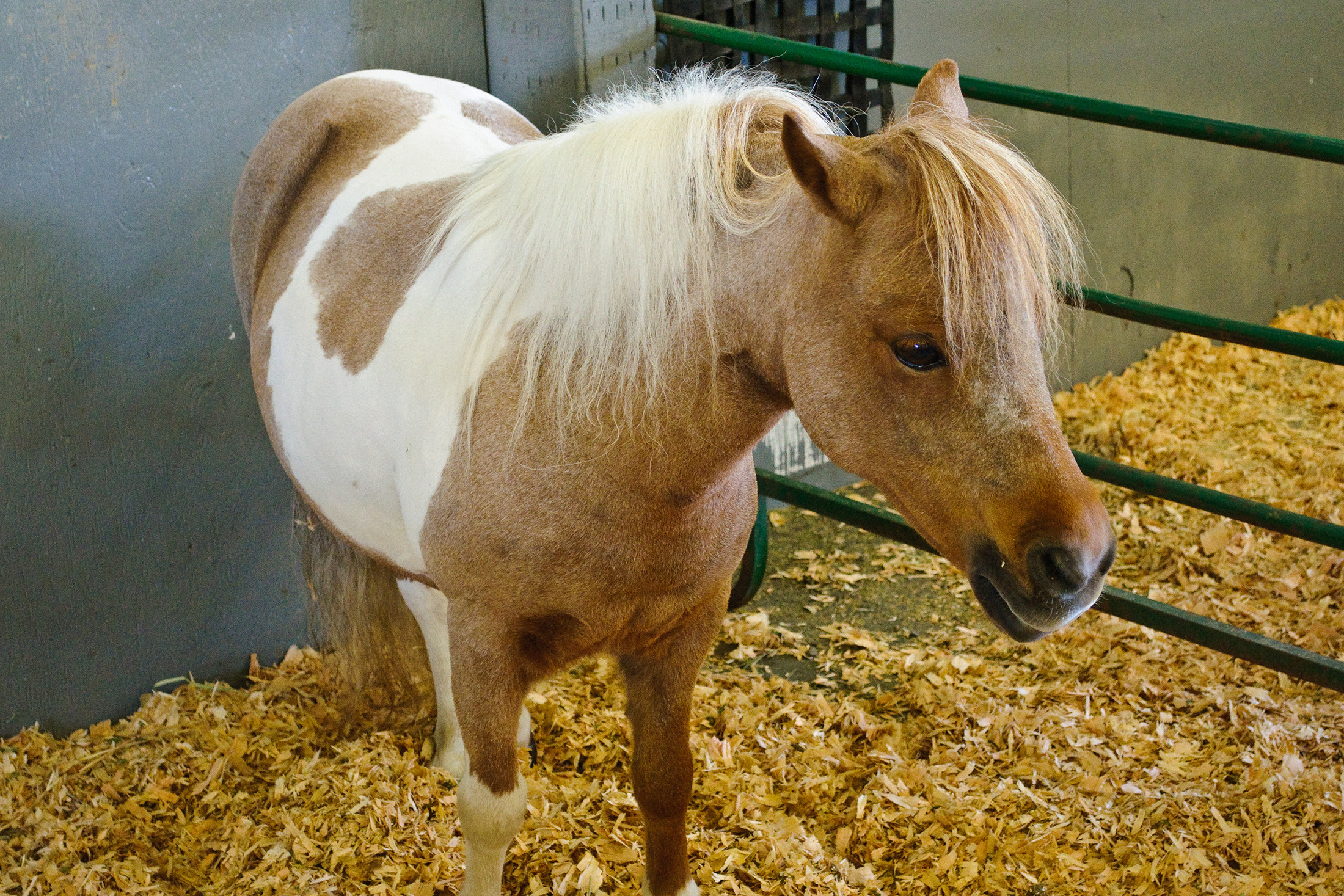 horse-showcase.jpg