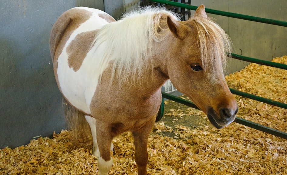 Horse Breeds Showcase