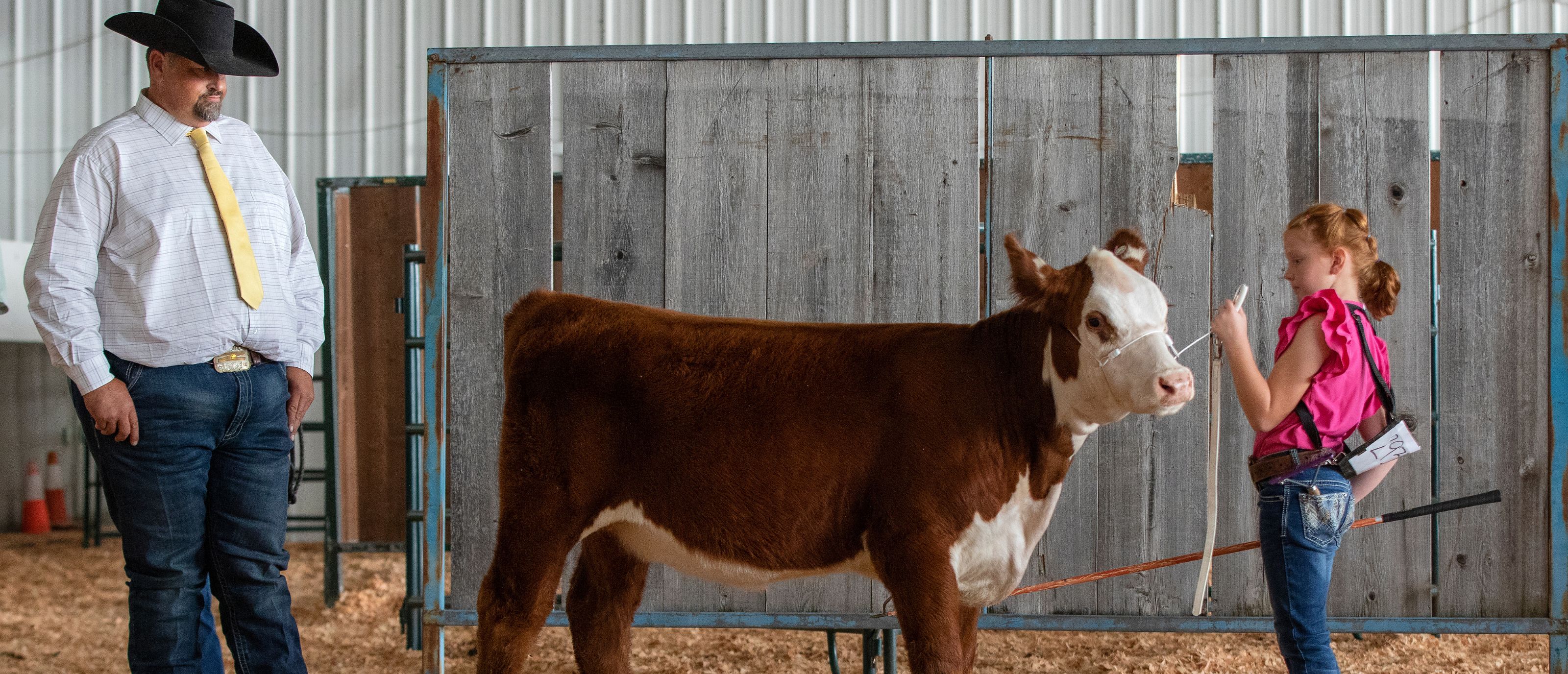 Girl with pet Cow at competition