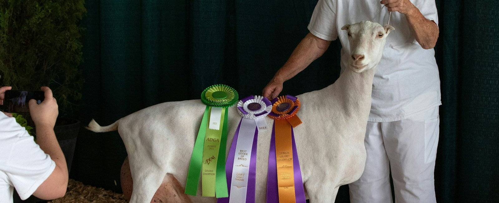 Goat Ribbons State Fair Enter a Competition | Washington State Fair Event Center ...