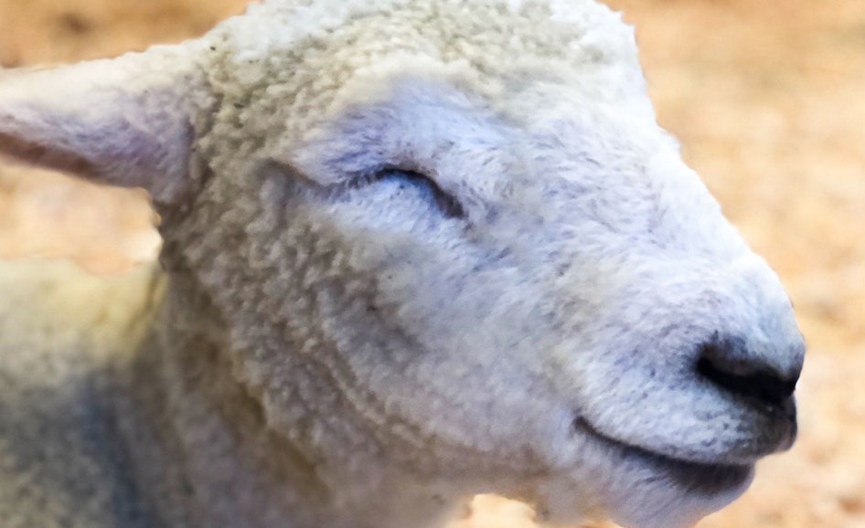 4 H FFA Sheep Sept 10 15 At WA State Fair Washington State 4-h-ffa-sheep-sept-10-15-at-wa-state-fair-washington-state