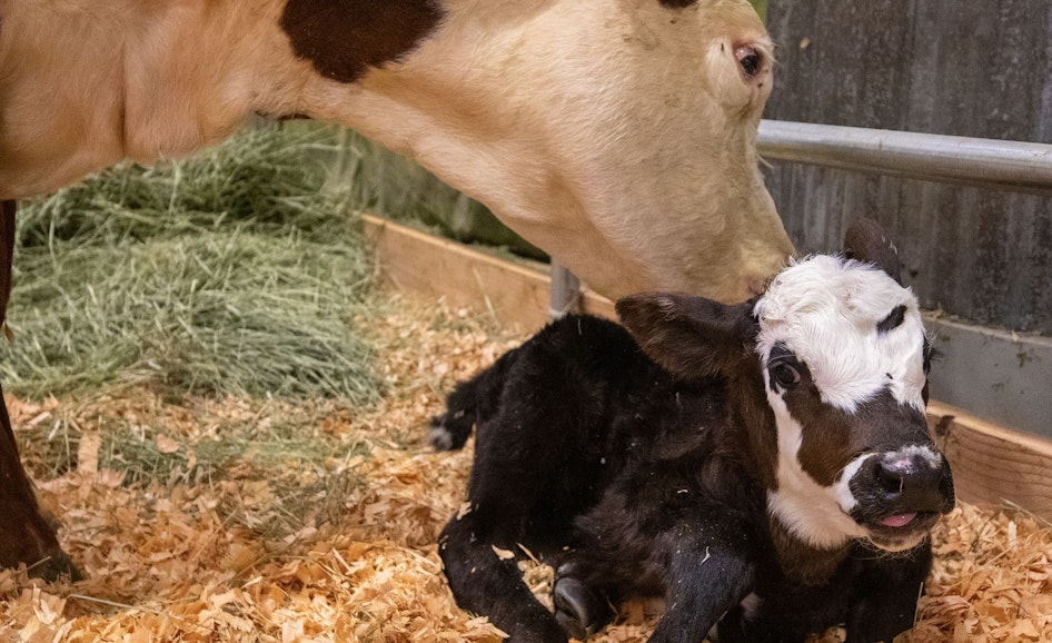Cattle Birthing Exhibit At WA State Fair Washington State Fair Events cattle-birthing-exhibit-at-wa-state-fair-washington-state-fair-events
