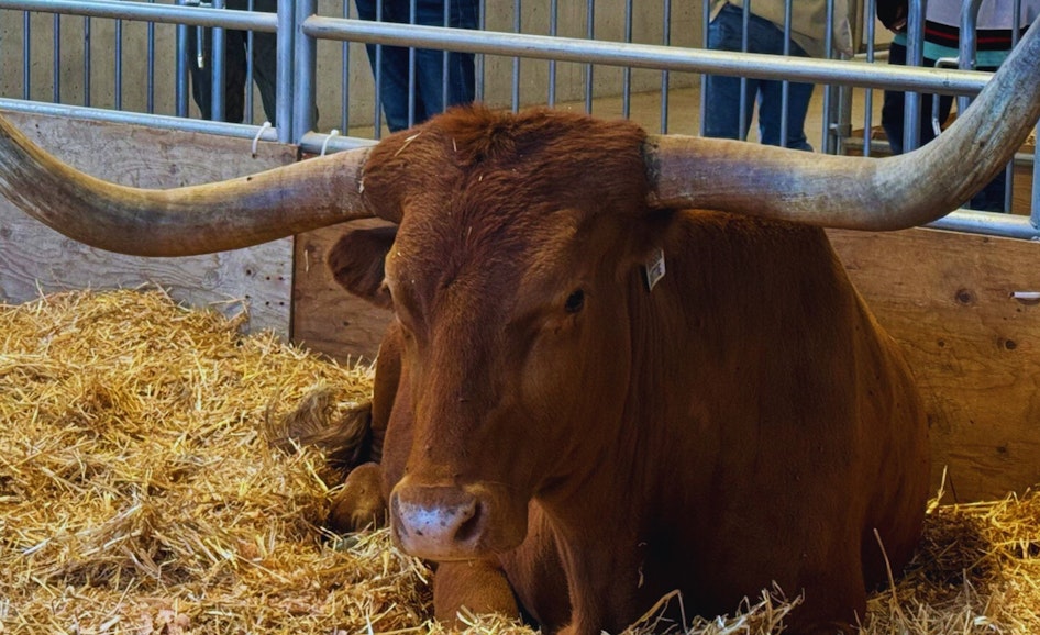 Cattle Education Exhibit