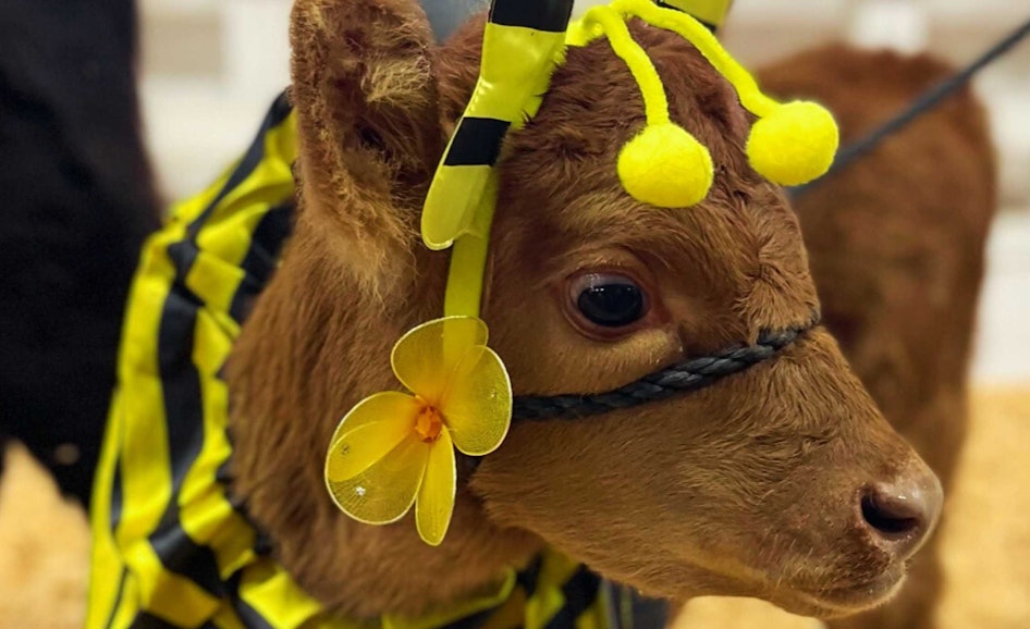 Biggest Little Livestock Show (Sept. 16 - 21)