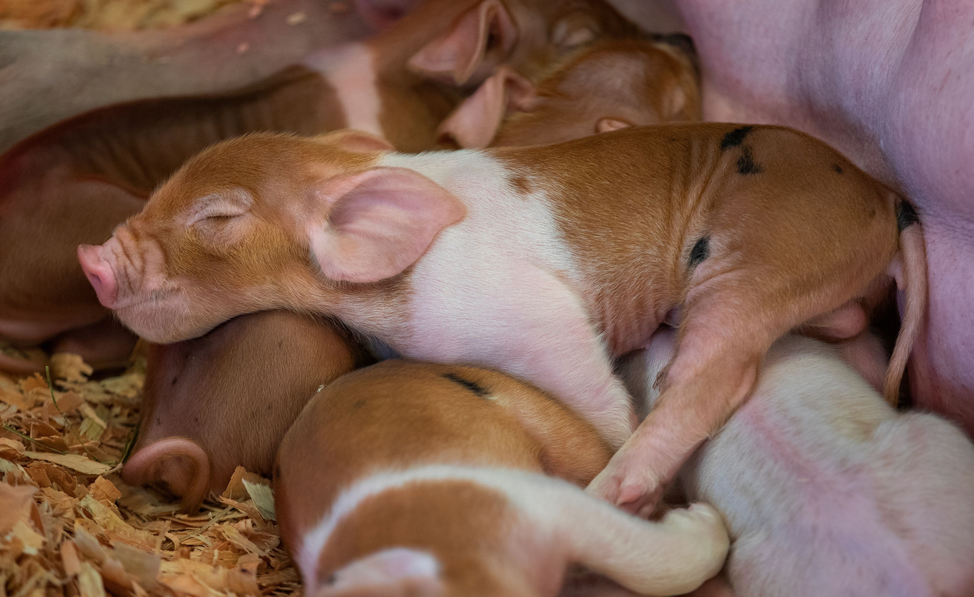 Piglets Cuddling at Piglet Palace