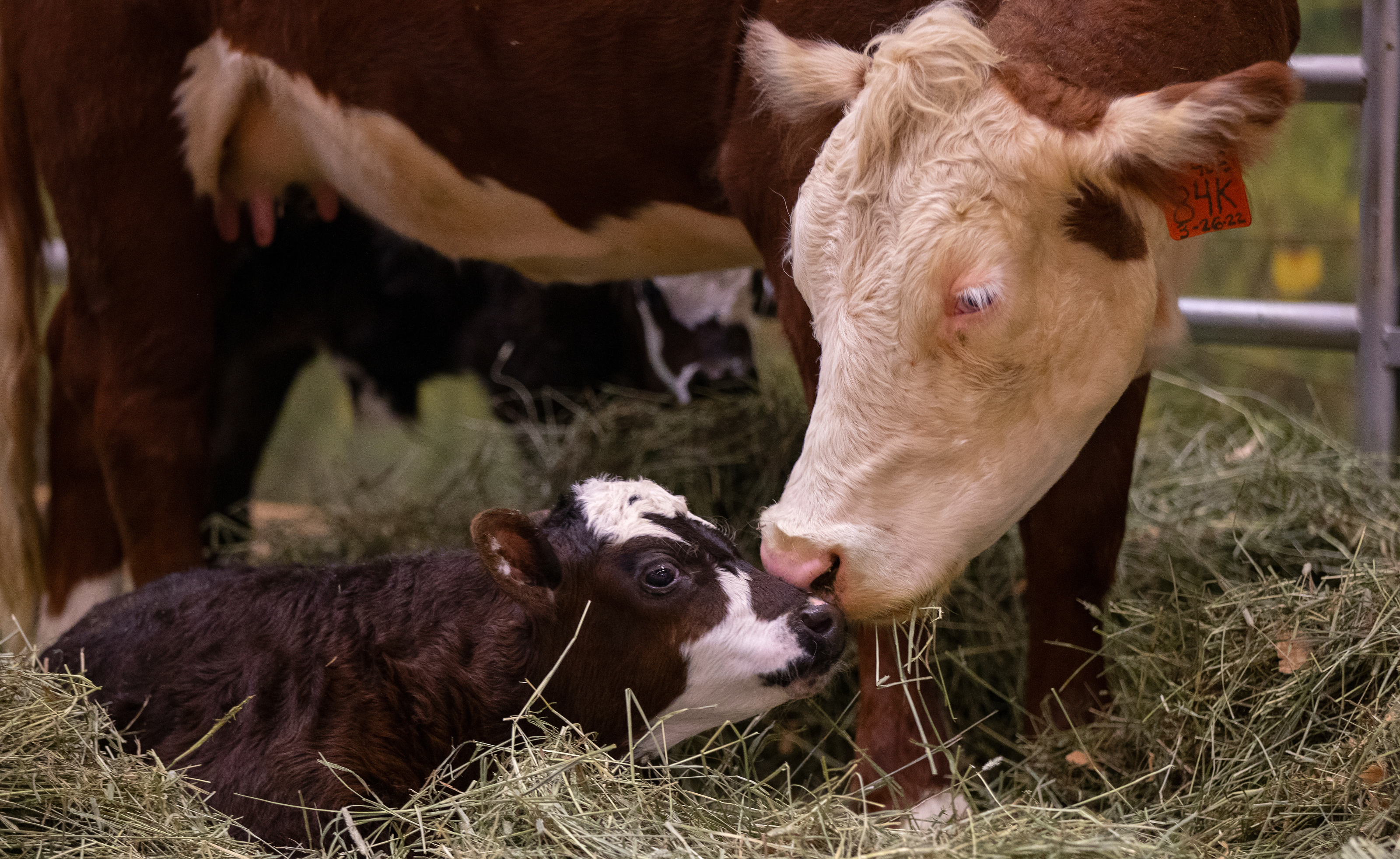 Birthing Exhibit