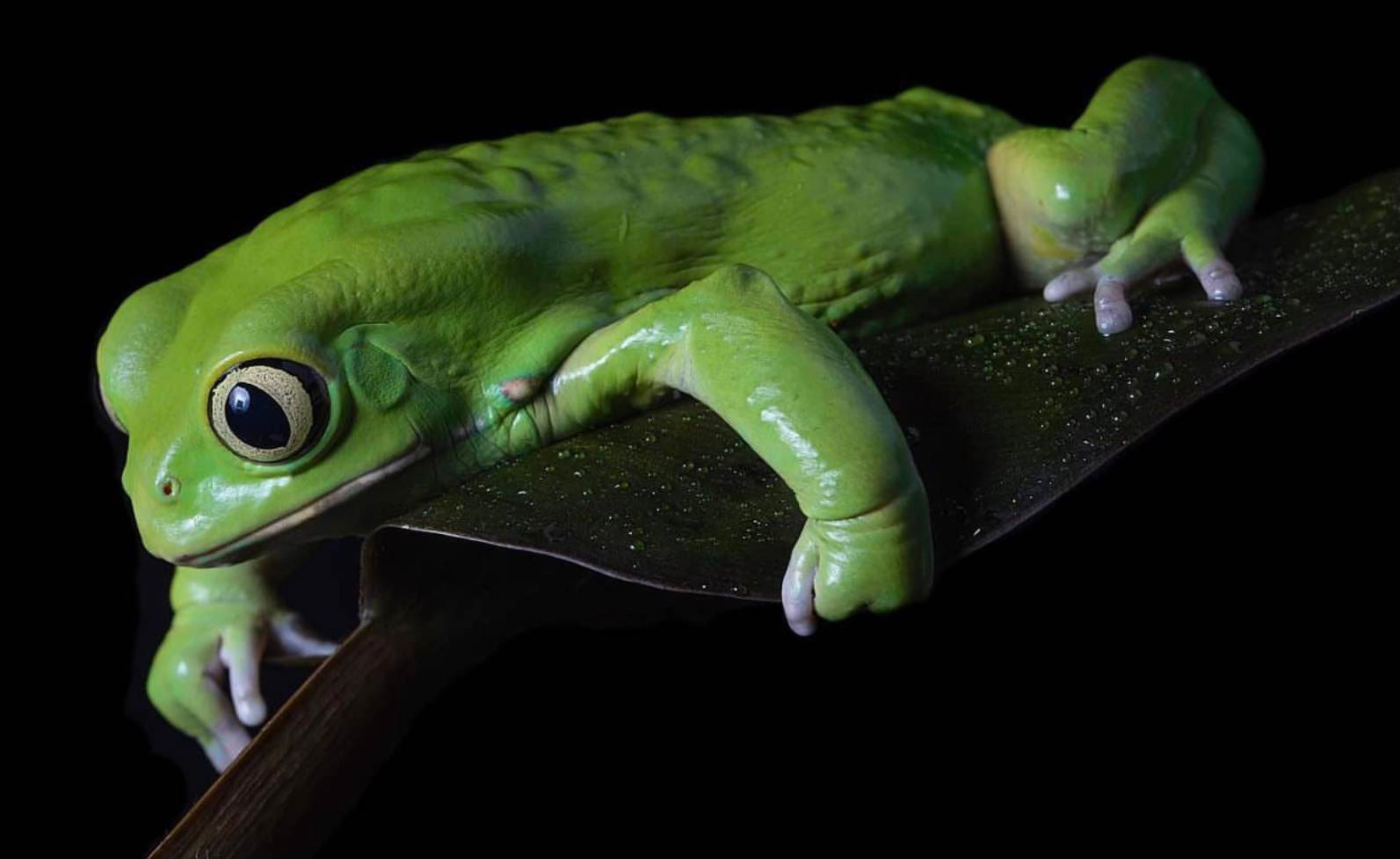 PNW Reptile & Exotic Animal Show