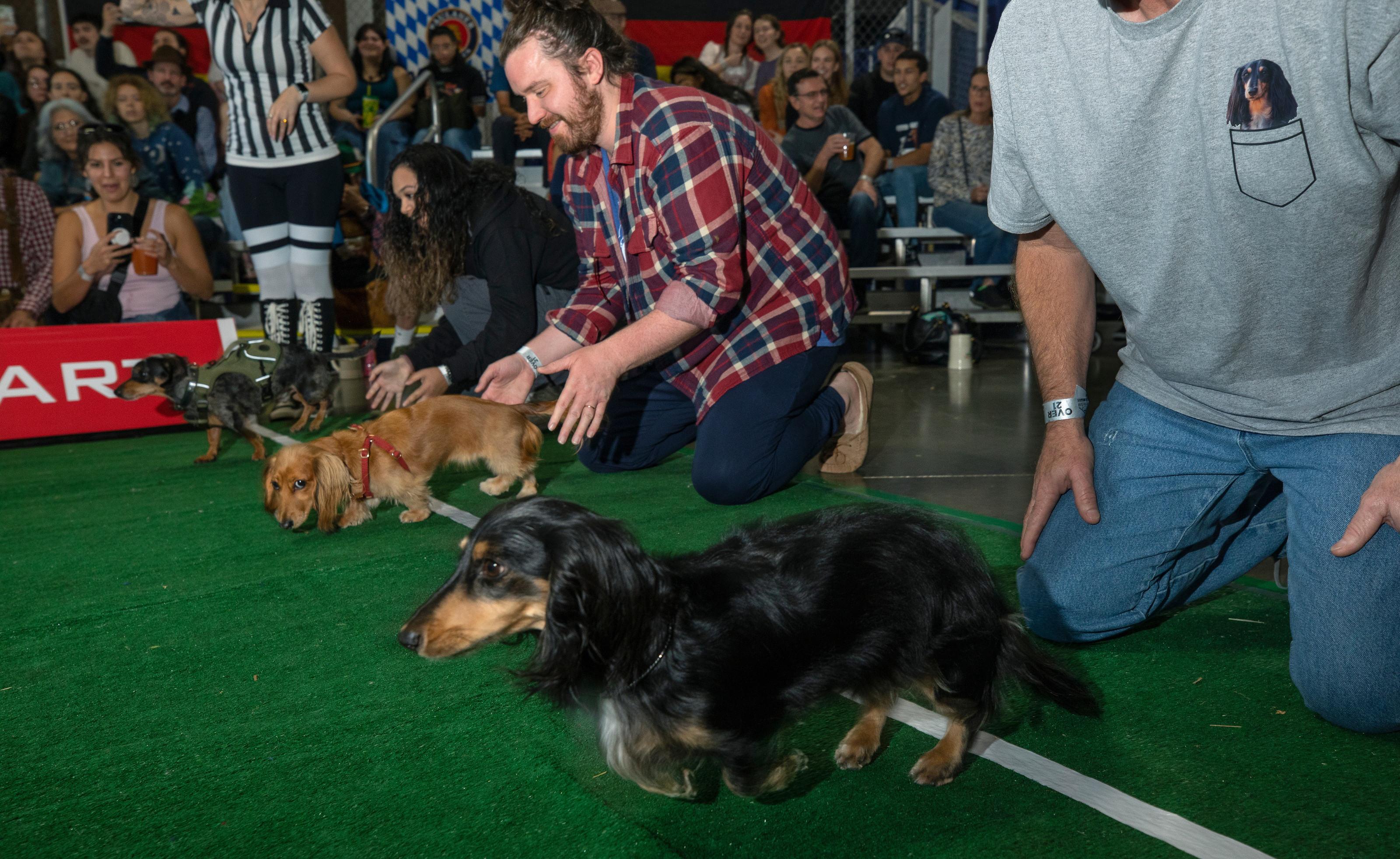 Wiener Dog Races