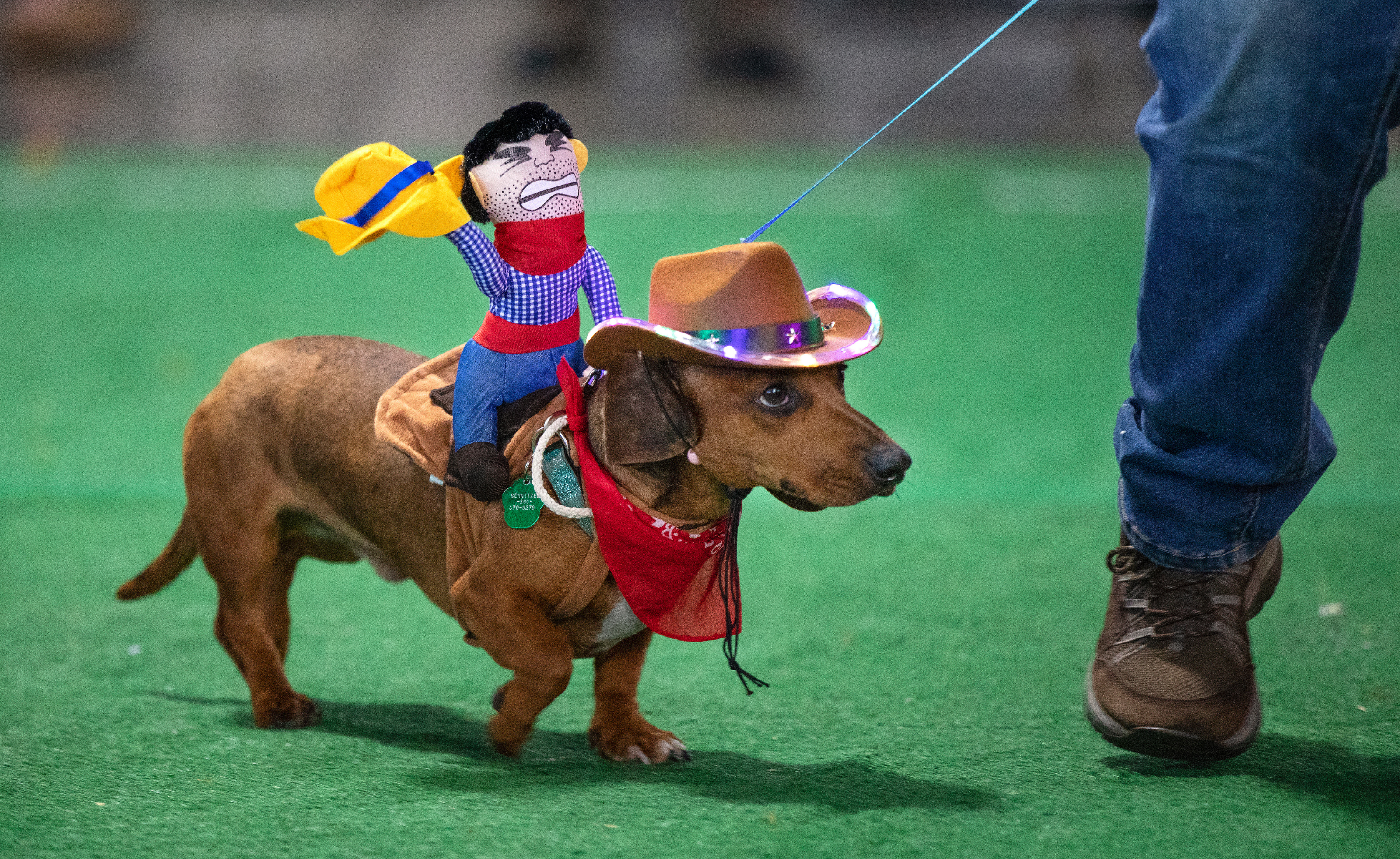 Wiener Dog Races