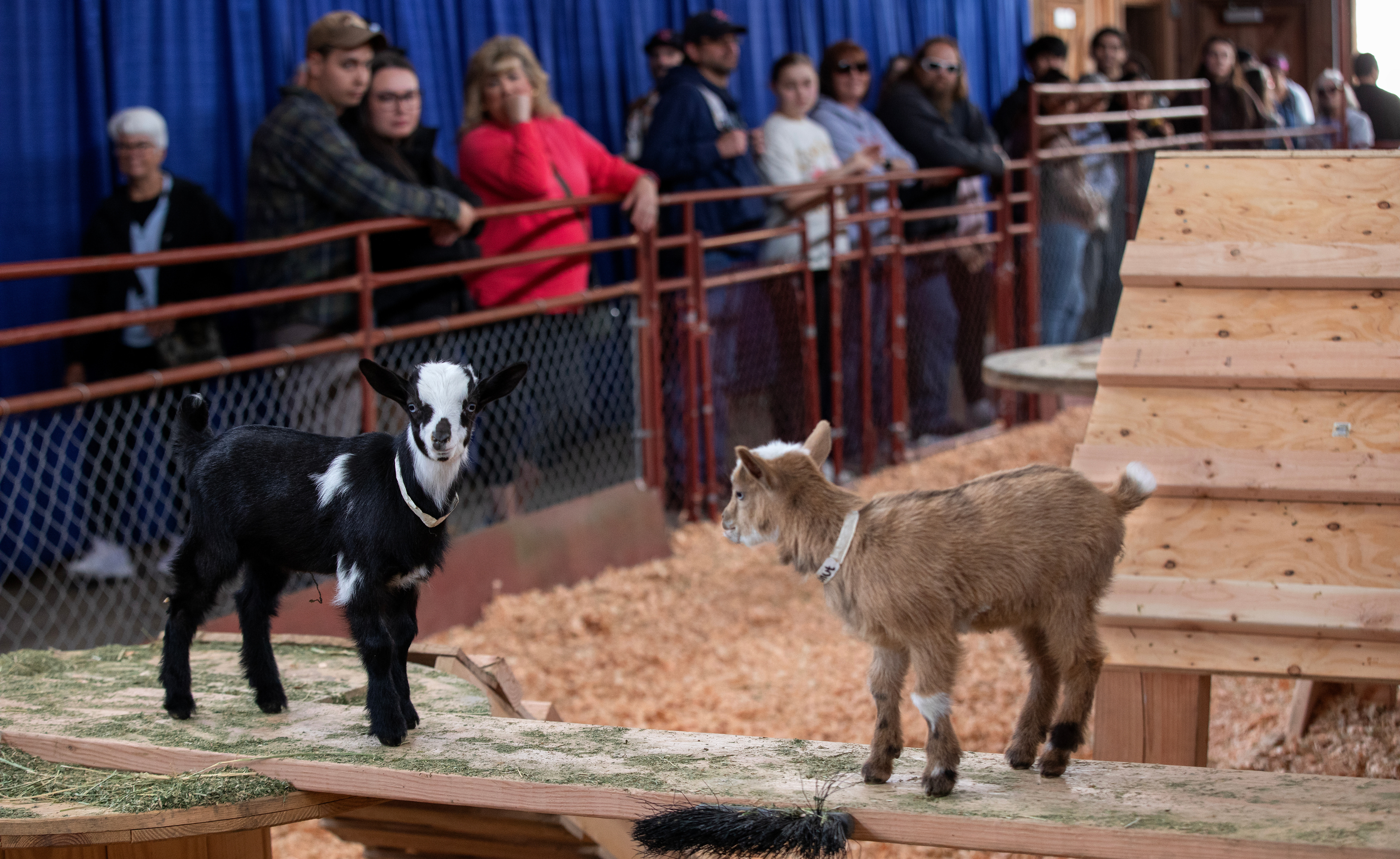 Two goats at Goat playground