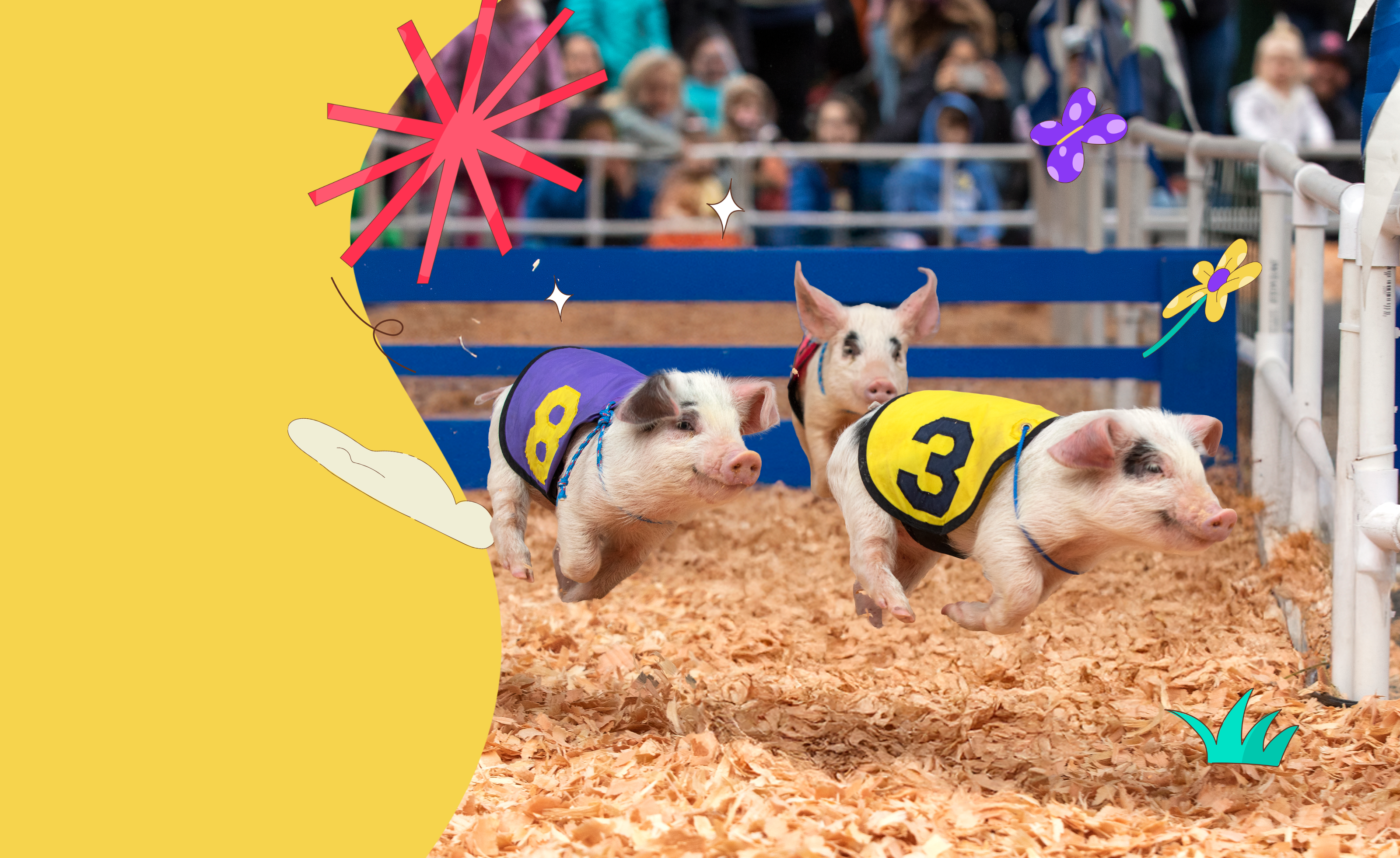 Small pigs wearing racing jackets run through an arena with cute illustrations of flowers, butterflies and stars around them.